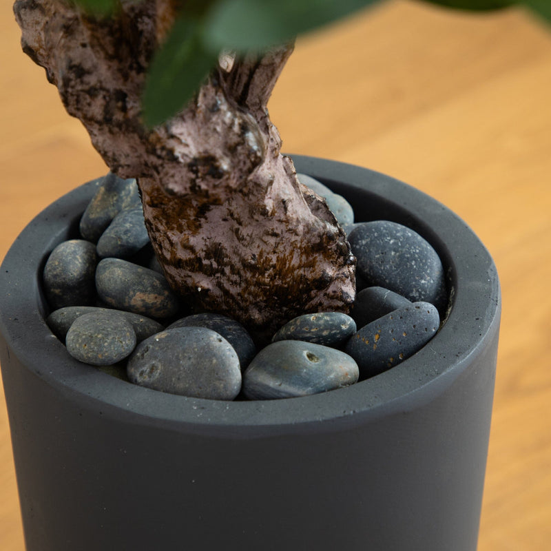 3.5' Olive Tree in Gray Cylinder Planter - BlueJay Avenue