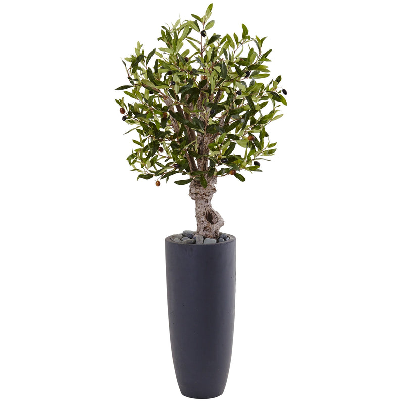 3.5' Olive Tree in Gray Cylinder Planter - BlueJay Avenue