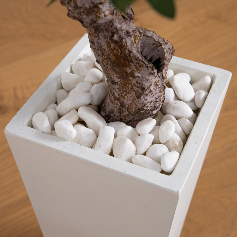 3.5' Olive Tree in White Tower Planter - BlueJay Avenue