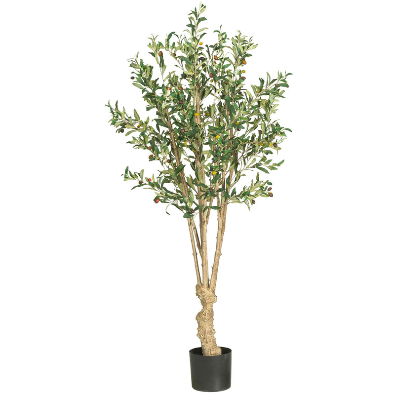 5' Olive Silk Tree - BlueJay Avenue