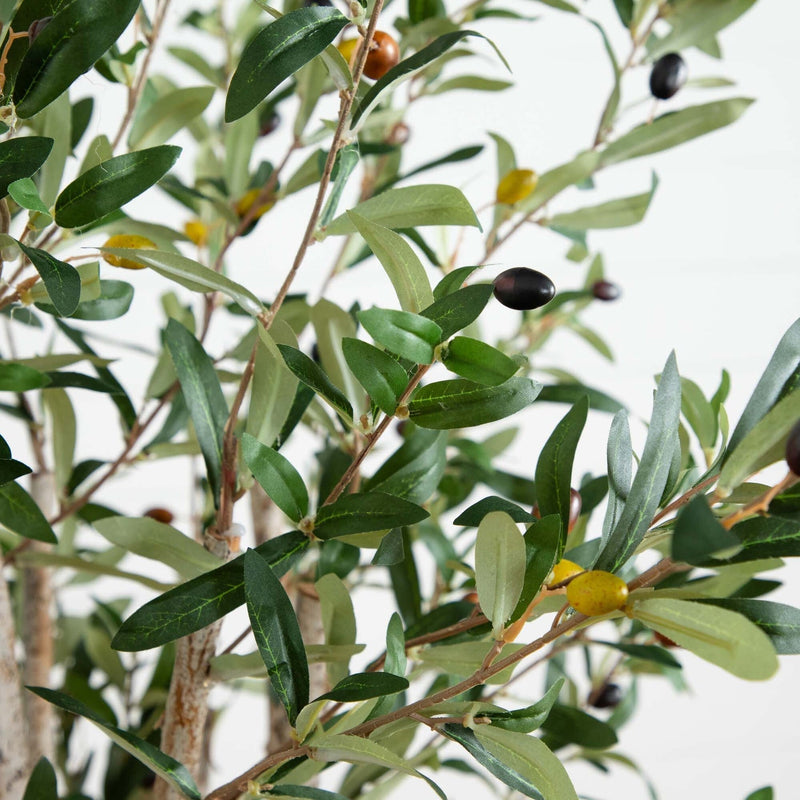 5' Olive Tree in Terracotta Planter - BlueJay Avenue