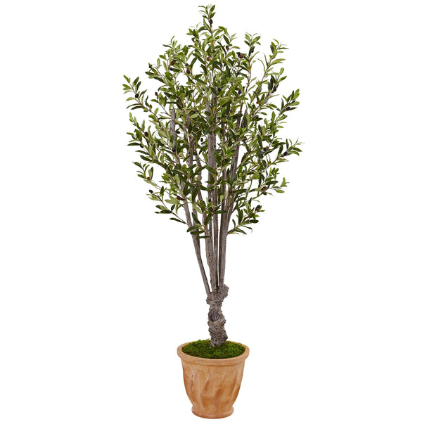 5' Olive Tree in Terracotta Planter - BlueJay Avenue