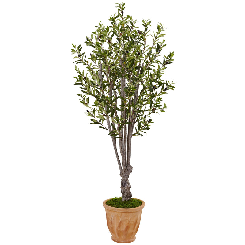 5' Olive Tree in Terracotta Planter - BlueJay Avenue