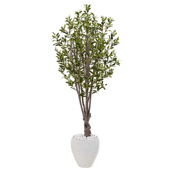 5' Olive Tree in White Oval Planter - BlueJay Avenue