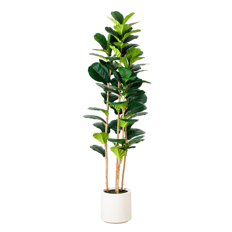 6’ Artificial Fiddle Leaf Tree in White Planter - BlueJay Avenue