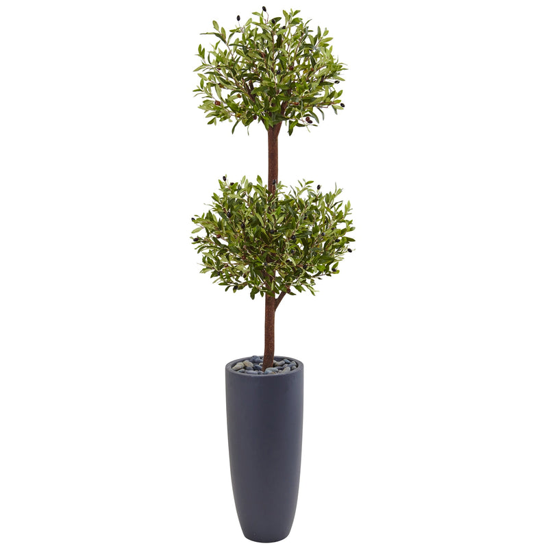 6' Olive Double Tree in Gray Cylinder Planter - BlueJay Avenue