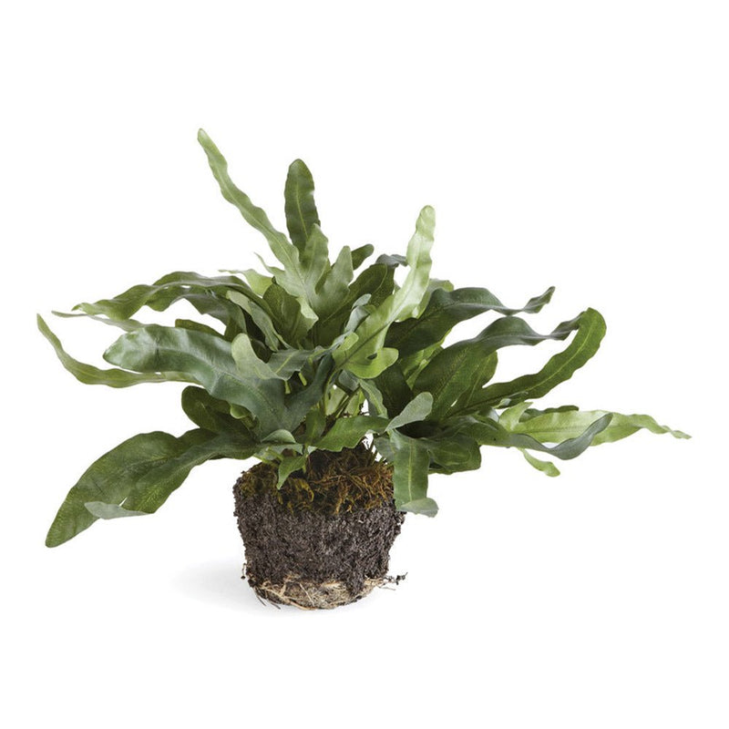 Artificial Echeveria Fern Drop - In 11.5" - BlueJay Avenue