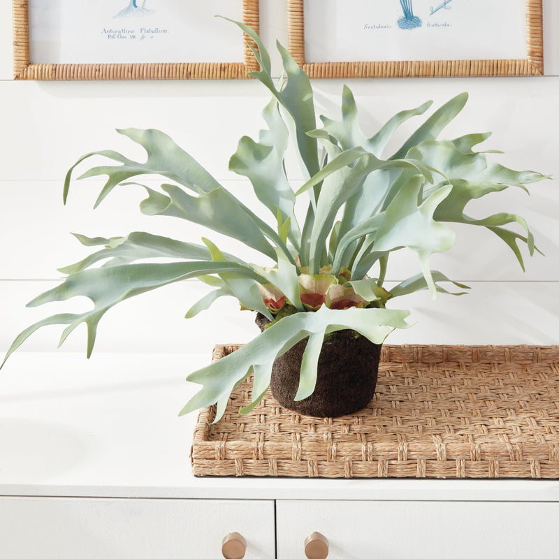 Artificial Staghorn Fern Plant Drop - In 21" - BlueJay Avenue