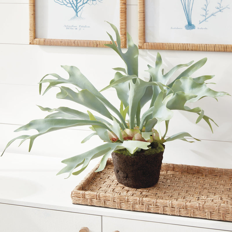 Artificial Staghorn Fern Plant Drop - In 21" - BlueJay Avenue