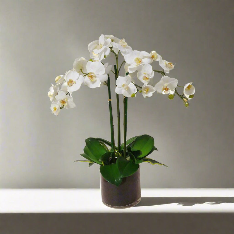 Orchid Phalaenopsis Artificial Flower In Glass Vase 19 inch - BlueJay Avenue