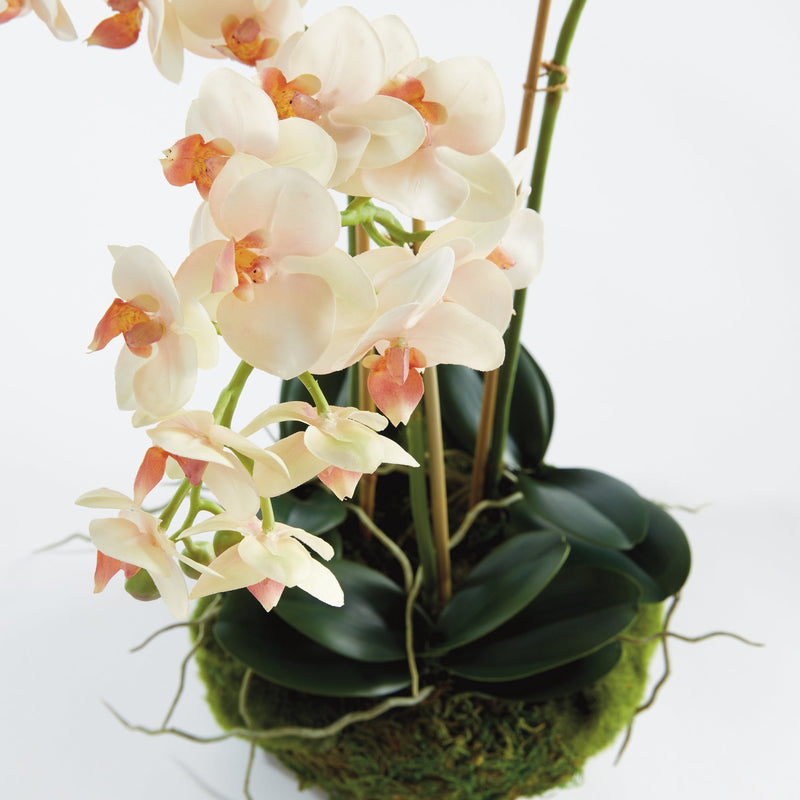 Phalaenopsis 16" Blush Mini Garden Drop - In Floral Arrangement - BlueJay Avenue