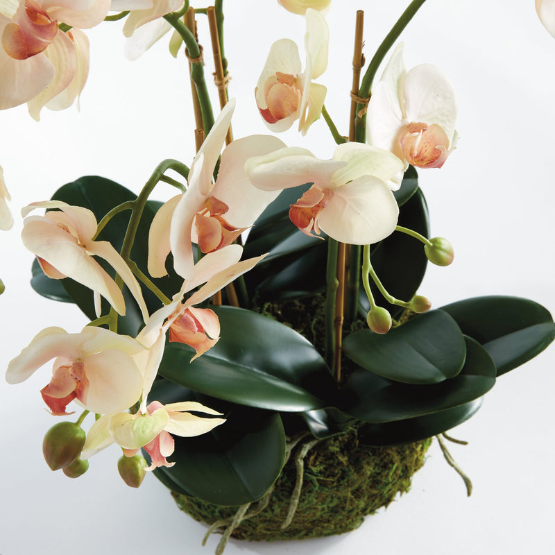 Phalaenopsis Blush Orchid Bowl Floral Arrangement Drop - In 18" - BlueJay Avenue