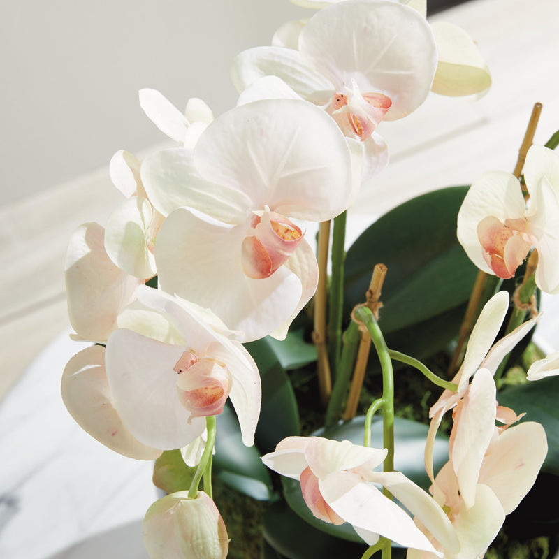 Phalaenopsis Blush Orchid Bowl Floral Arrangement Drop - In 18" - BlueJay Avenue