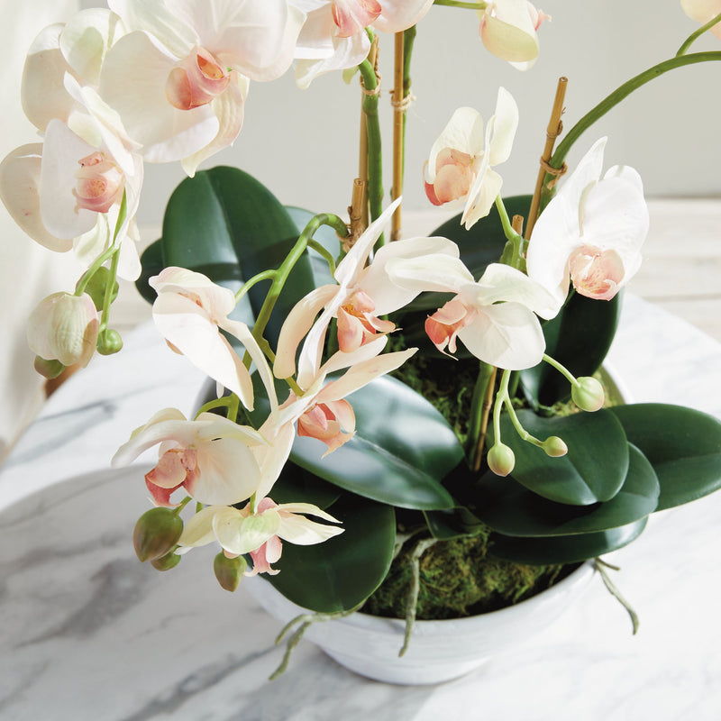 Phalaenopsis Blush Orchid Bowl Floral Arrangement Drop - In 18" - BlueJay Avenue