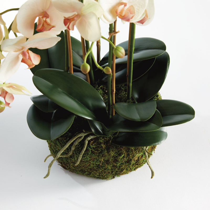 Phalaenopsis Blush Orchid Bowl Floral Arrangement Drop - In 18" - BlueJay Avenue