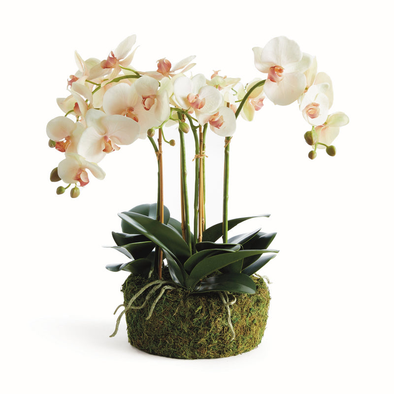 Phalaenopsis Blush Orchid Bowl Floral Arrangement Drop - In 18" - BlueJay Avenue