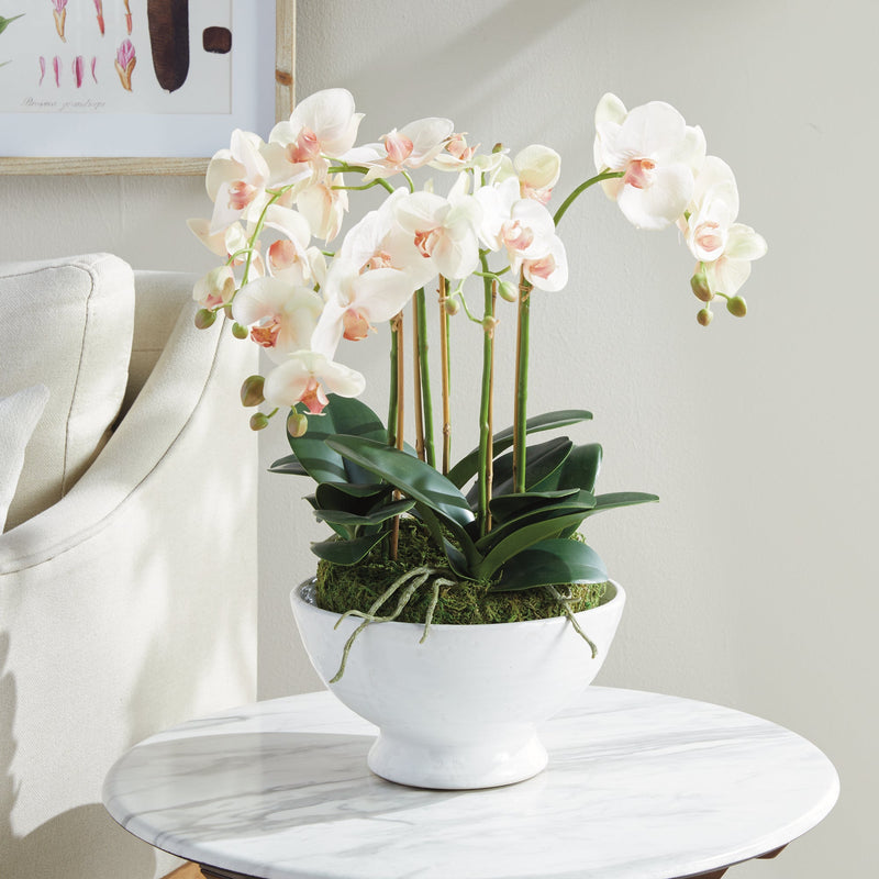 Phalaenopsis Blush Orchid Bowl Floral Arrangement Drop - In 18" - BlueJay Avenue