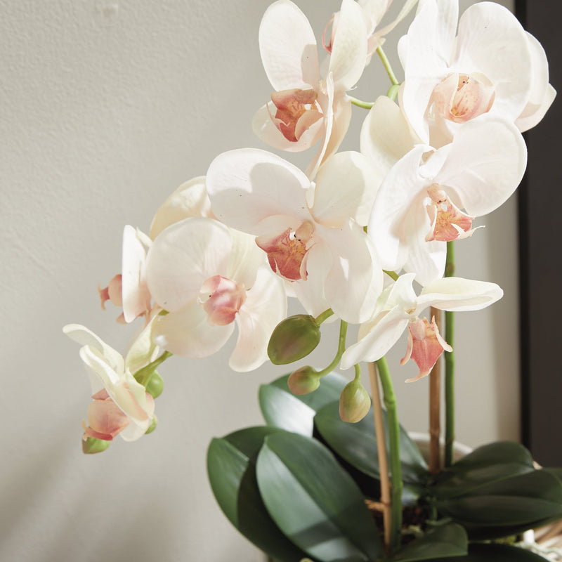 Phalaenopsis Blush Orchid Drop - In 23" Artificial Flower - BlueJay Avenue