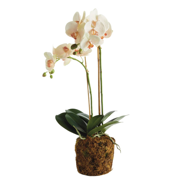 Phalaenopsis Blush Orchid Drop - In 23" Artificial Flower - BlueJay Avenue