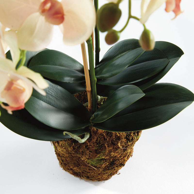 Phalaenopsis Blush Orchid Drop - In 23" Artificial Flower - BlueJay Avenue