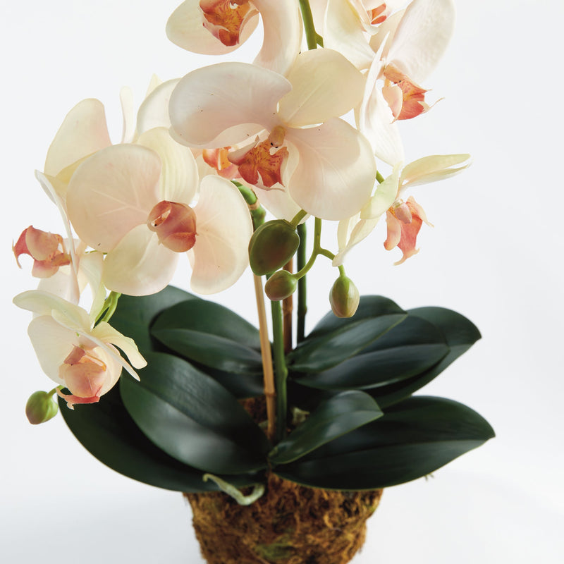 Phalaenopsis Blush Orchid Drop - In 23" Artificial Flower - BlueJay Avenue