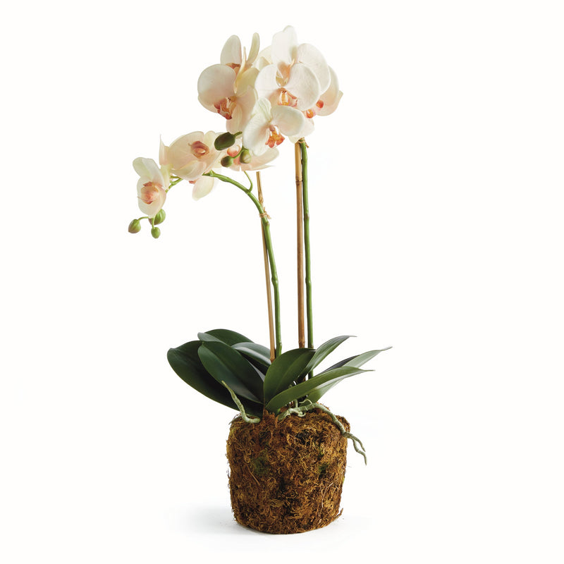 Phalaenopsis Blush Orchid Drop - In 23" Artificial Flower - BlueJay Avenue