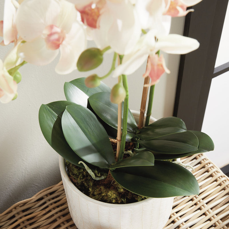 Phalaenopsis Blush Orchid Drop - In 23" Artificial Flower - BlueJay Avenue