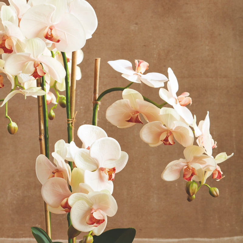 Phalaenopsis Blush Orchid Drop - In 30" Faux Floral - BlueJay Avenue