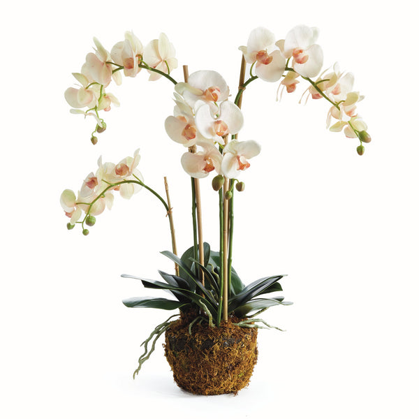 Phalaenopsis Blush Orchid Drop - In 30" Faux Floral - BlueJay Avenue