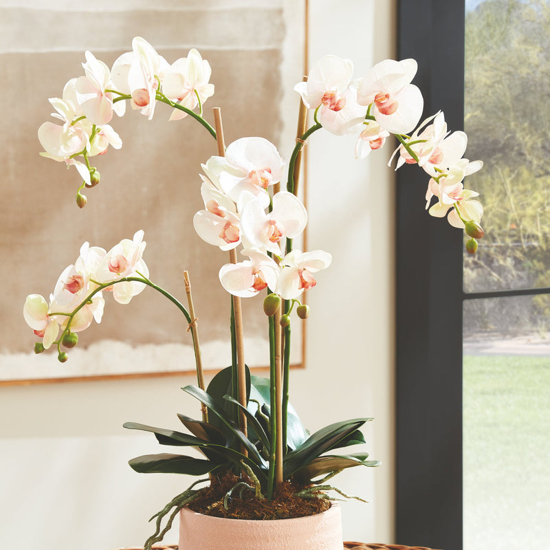 Phalaenopsis Blush Orchid Drop - In 30" Faux Floral - BlueJay Avenue