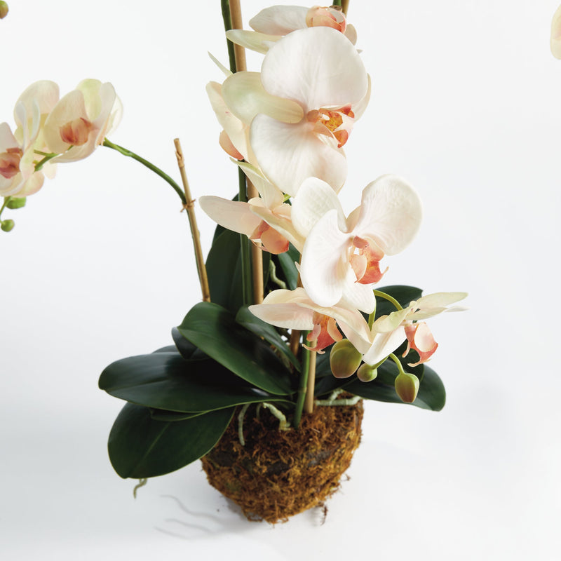 Phalaenopsis Blush Orchid Drop - In 30" Faux Floral - BlueJay Avenue