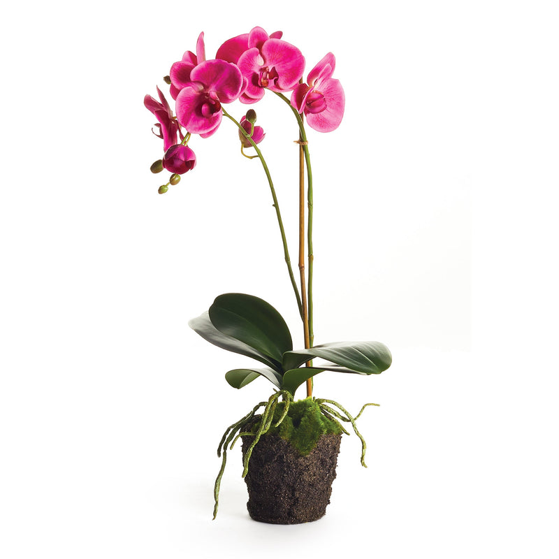 Phalaenopsis Fuchsia Orchid Drop - In 23" - BlueJay Avenue