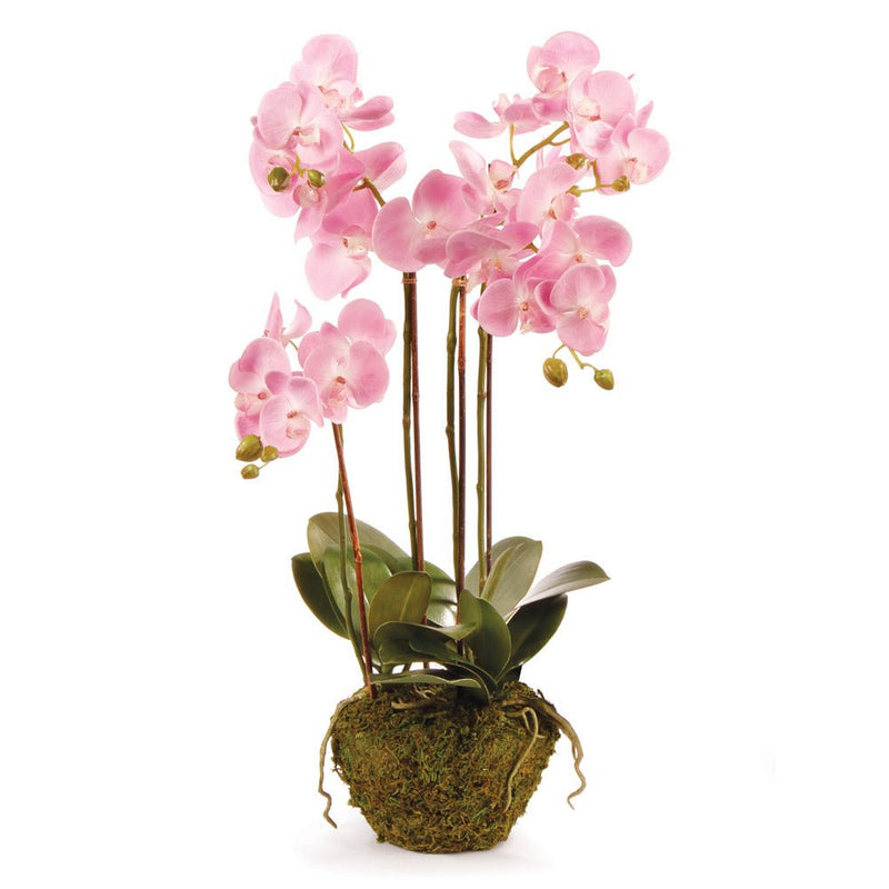 Phalaenopsis Pink Orchid Drop - In 30" - BlueJay Avenue