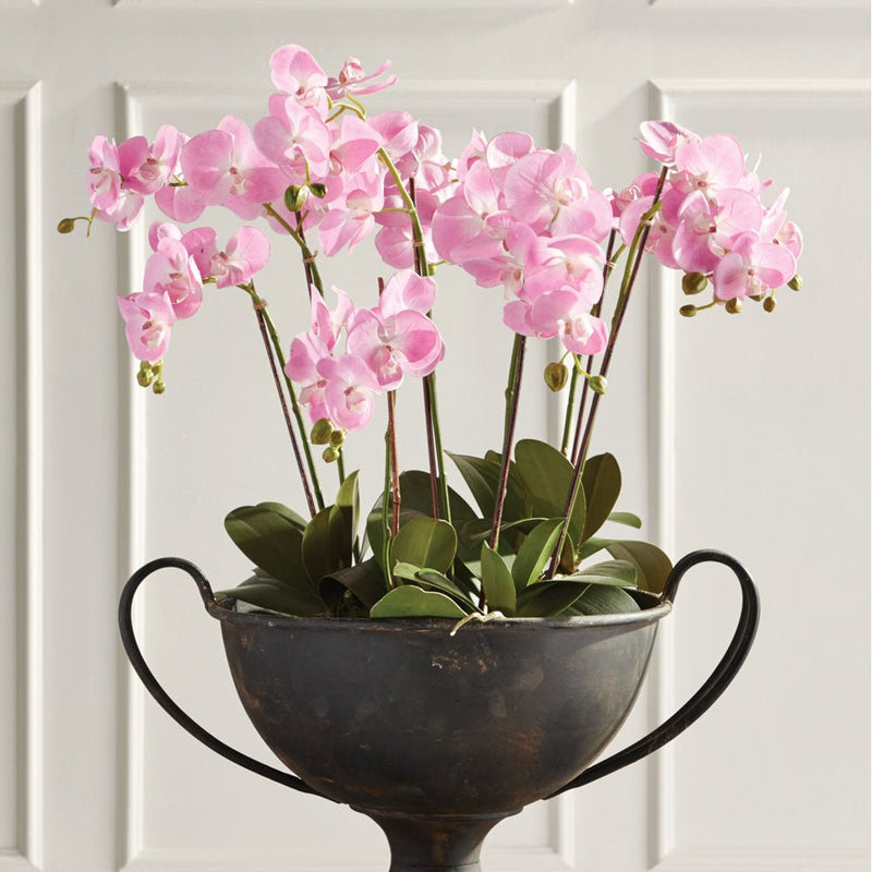 Phalaenopsis Pink Orchid Drop - In 30" - BlueJay Avenue