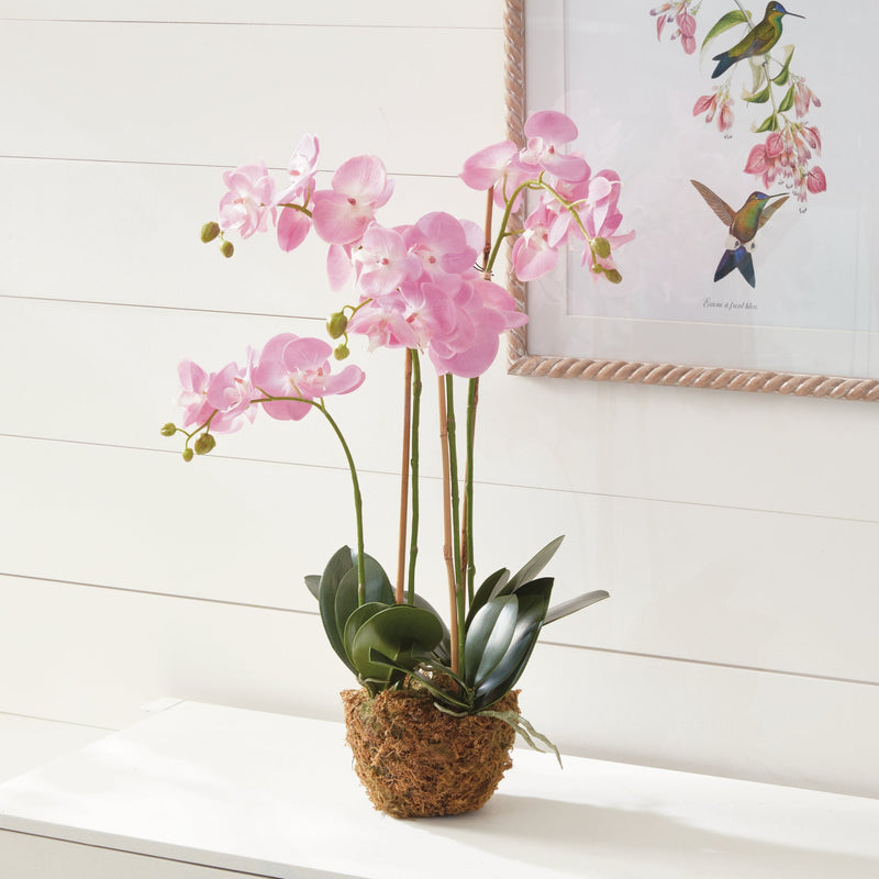 Phalaenopsis Pink Orchid Drop - In 30" - BlueJay Avenue