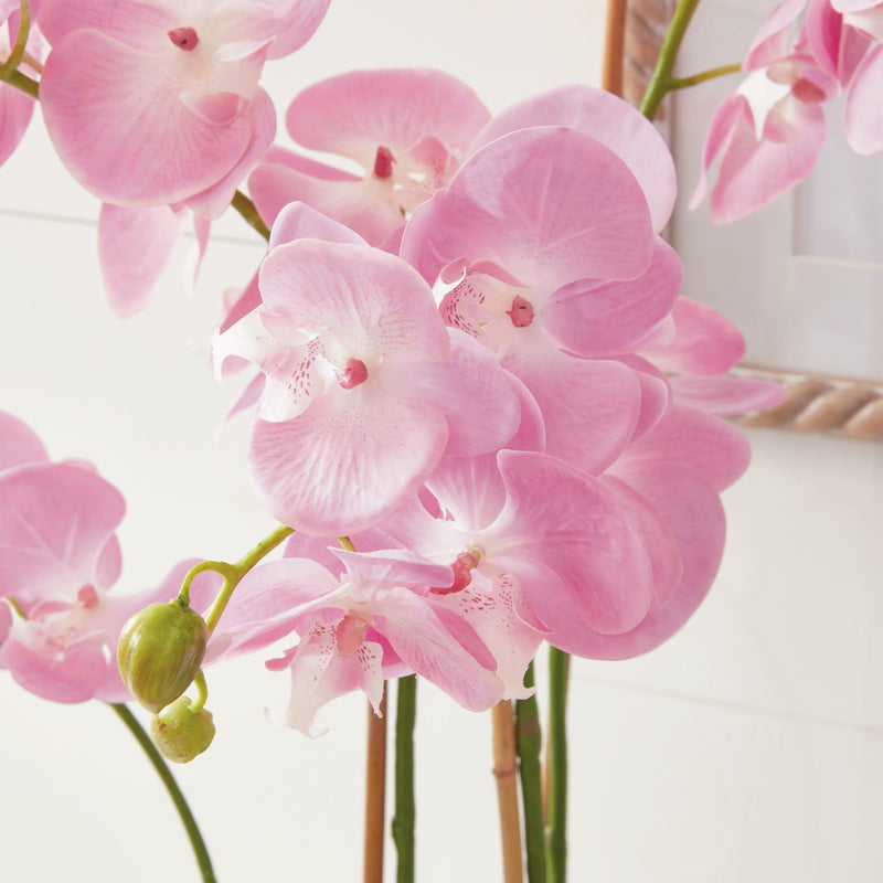 Phalaenopsis Pink Orchid Drop - In 30" - BlueJay Avenue