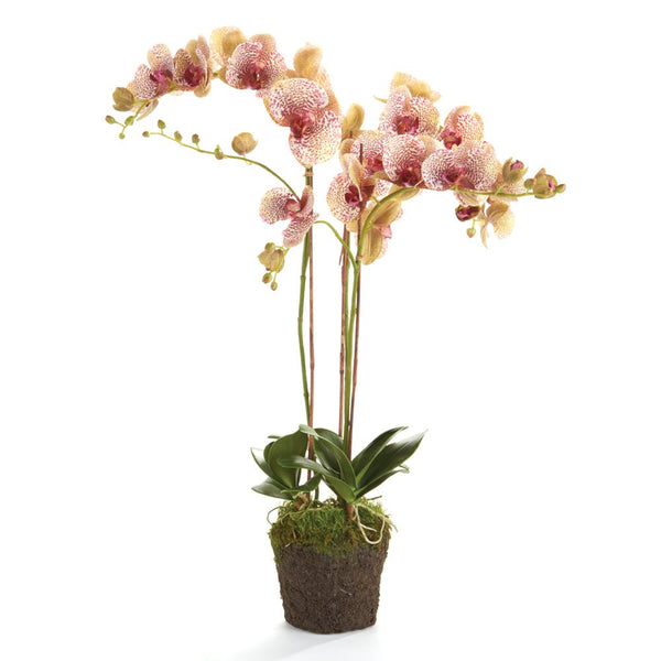 Phalaenopsis Pink Orchid Drop - In 32" Floral Arrangement - BlueJay Avenue