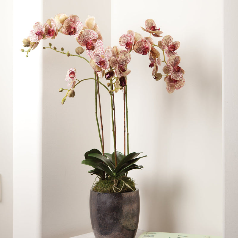 Phalaenopsis Pink Orchid Drop - In 32" Floral Arrangement - BlueJay Avenue