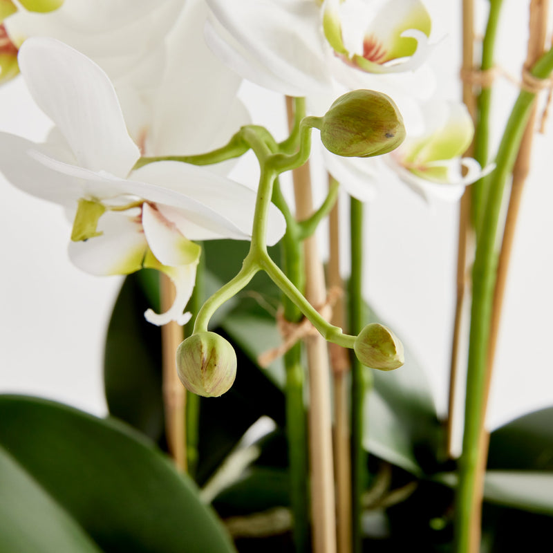 Phalaenopsis White Orchid Bowl Artificial Flower Drop - In 31.5" - BlueJay Avenue