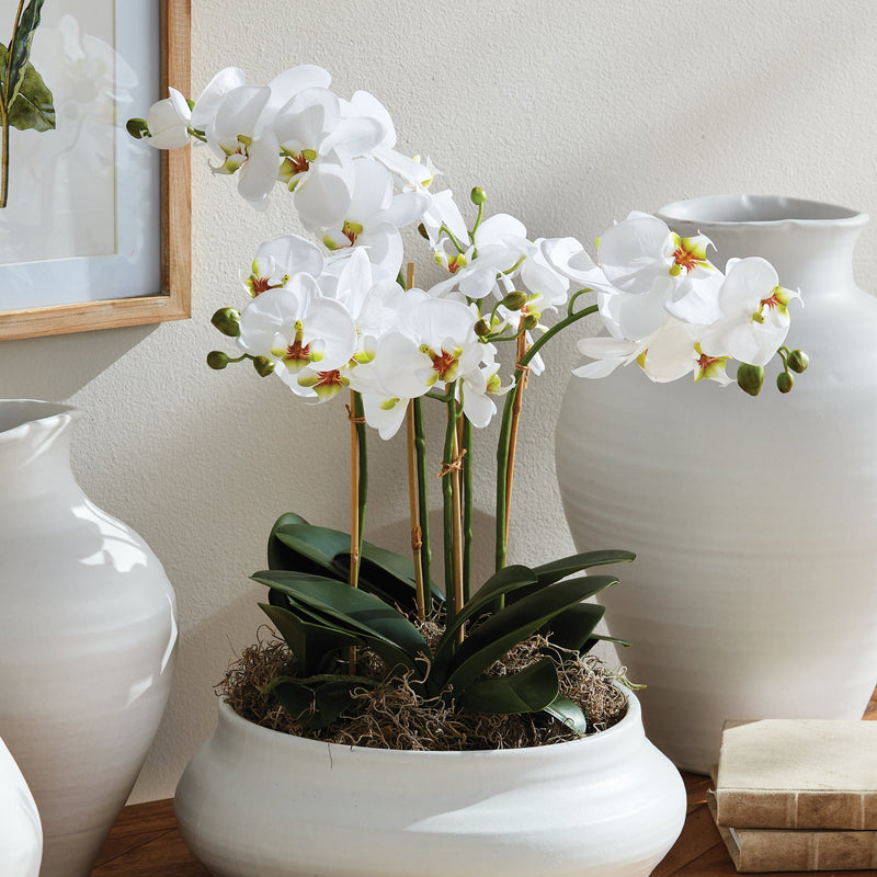 Phalaenopsis White Orchid Bowl Drop - In 18.5" - BlueJay Avenue