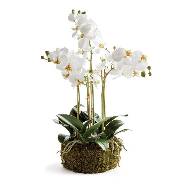 Phalaenopsis White Orchid Bowl Drop - In 18.5" - BlueJay Avenue