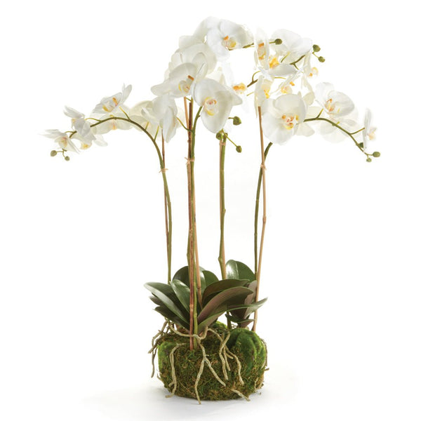 Phalaenopsis White Orchid Bowl Drop - In 25" Floral Arrangement - BlueJay Avenue