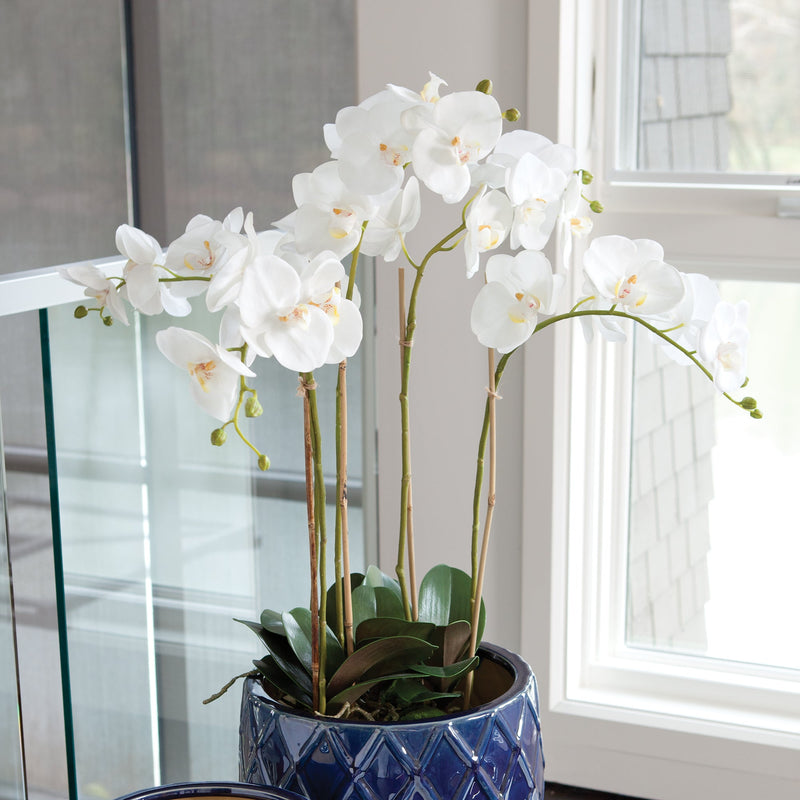 Phalaenopsis White Orchid Bowl Drop - In 25" Floral Arrangement - BlueJay Avenue