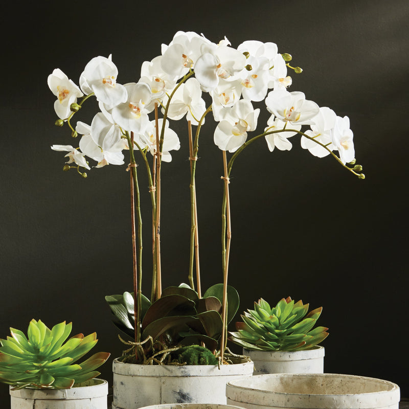 Phalaenopsis White Orchid Bowl Drop - In 25" Floral Arrangement - BlueJay Avenue