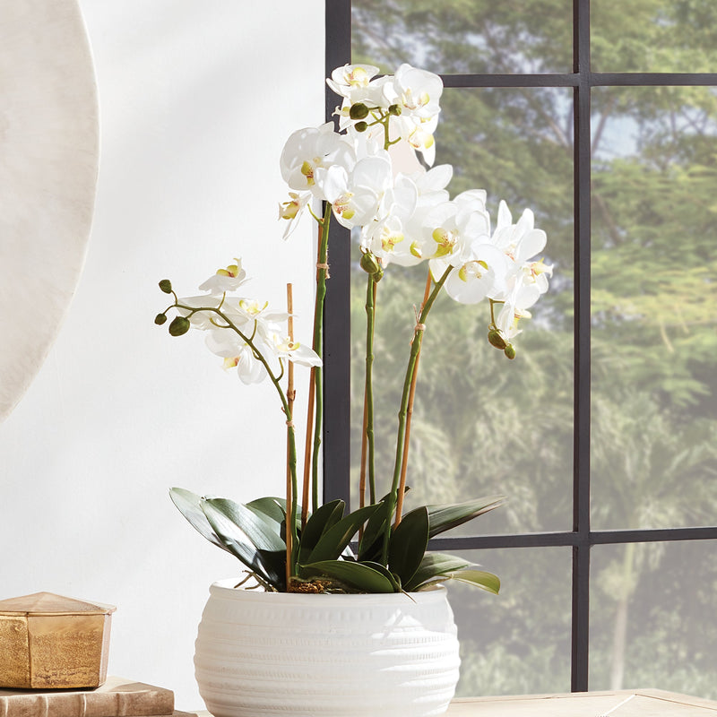 Phalaenopsis White Orchid Bowl Drop - In 25" Floral Arrangement - BlueJay Avenue