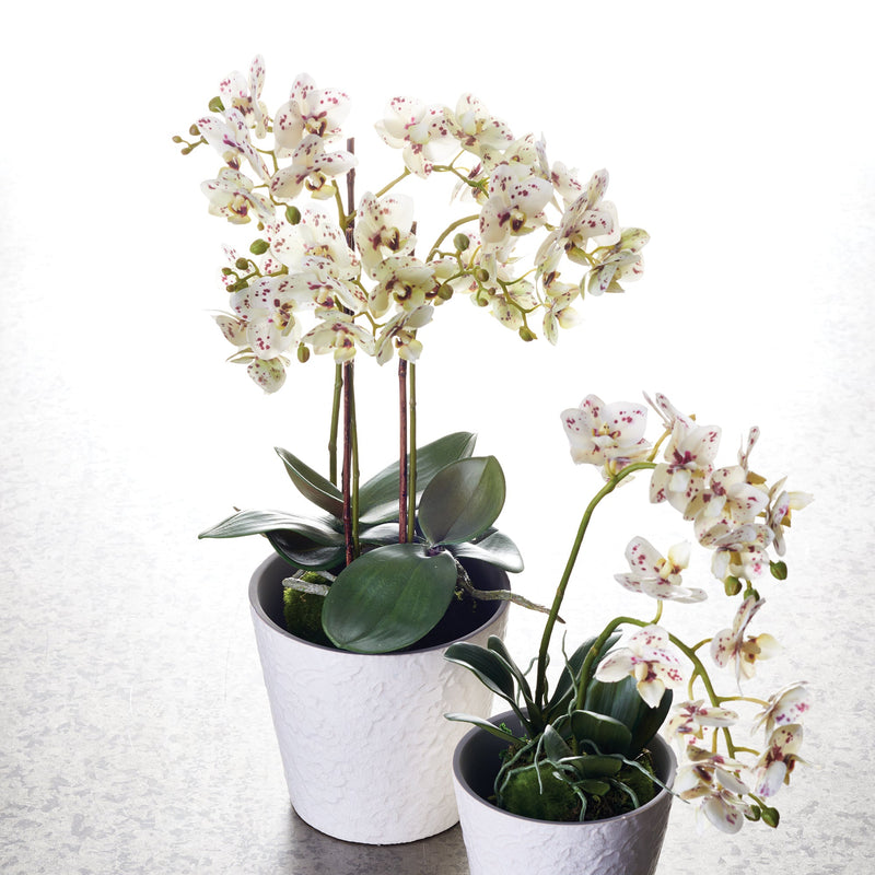 Phalaenopsis White Orchid Drop - In 20" Artificial Flower Arrangement - BlueJay Avenue