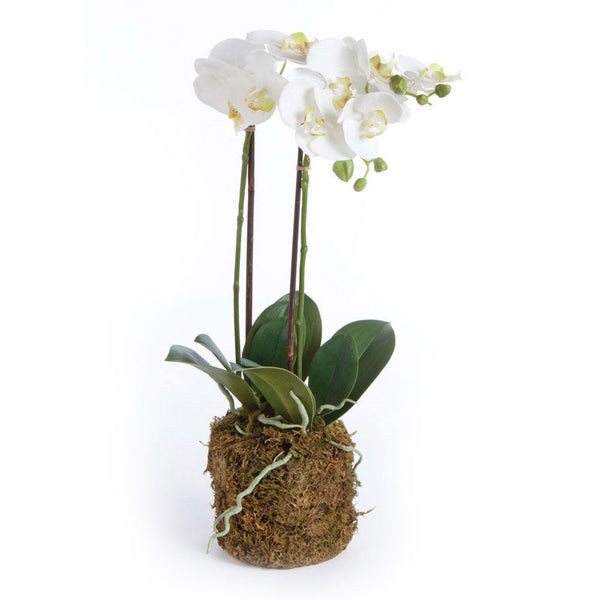 Phalaenopsis White Orchid Drop - In 23" Faux Floral Arrangement - BlueJay Avenue