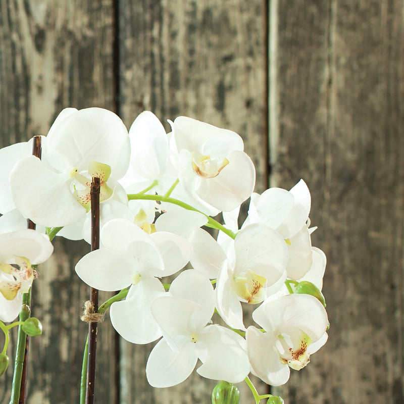 Phalaenopsis White Orchid Drop - In 23" Faux Floral Arrangement - BlueJay Avenue