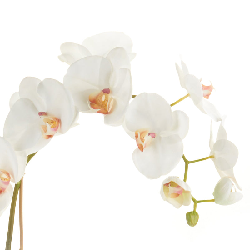 Phalaenopsis White Orchid Drop - In 26" - BlueJay Avenue