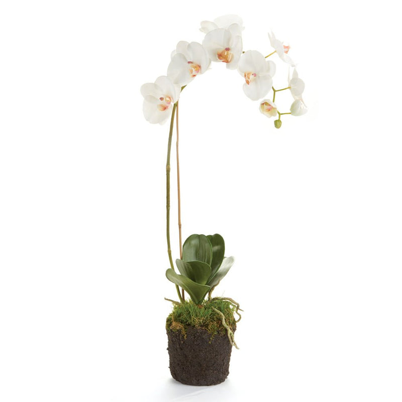 Phalaenopsis White Orchid Drop - In 26" - BlueJay Avenue